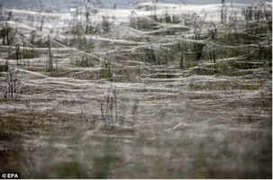Spider Webs 2
